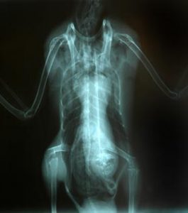 2006 X-ray of a duck.
